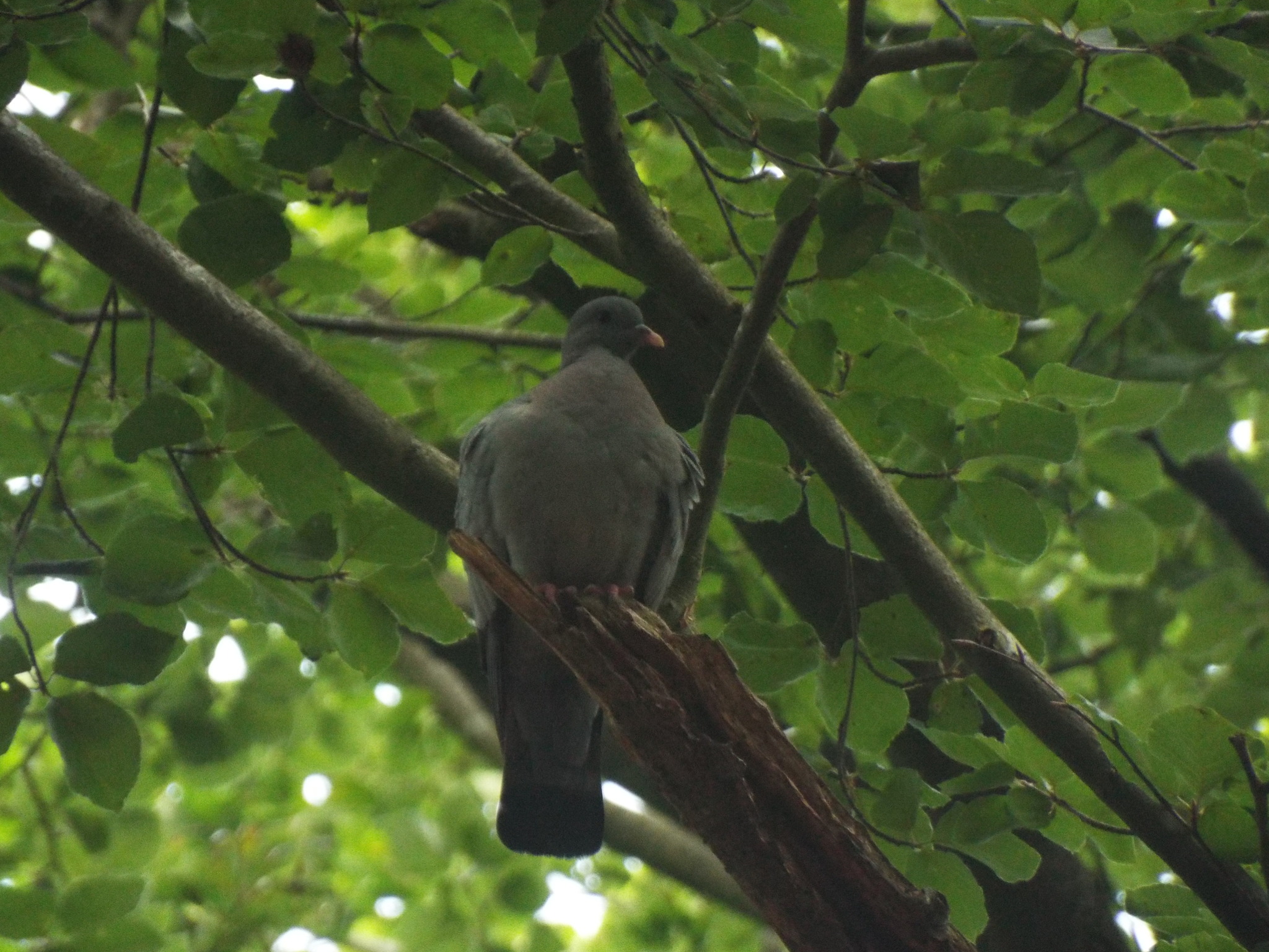 Stock Dove