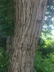 Pterocarya fraxinifolia
