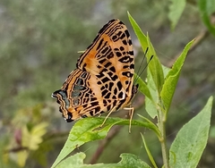 Symbrenthia niphanda