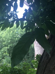Pterocarya fraxinifolia