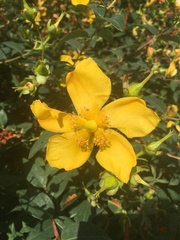 Hypericum