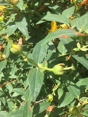 Hypericum