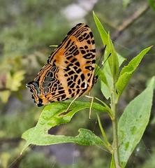 Symbrenthia niphanda