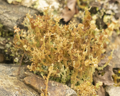Cladonia crispata