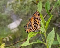 Symbrenthia niphanda