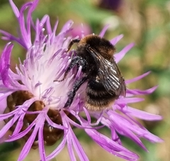 Bombus subterraneus