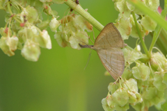 Polypogon tentacularia