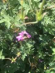 Bombus