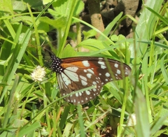 Tirumala formosa neumanni