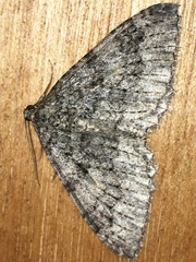 Triphosa californiata