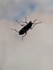 Xylotrechus