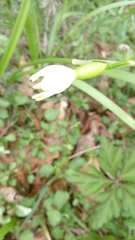Leucojum