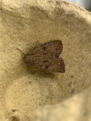 Apterogenum ypsillon