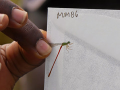 Ceriagrion corallinum