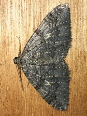 Triphosa californiata