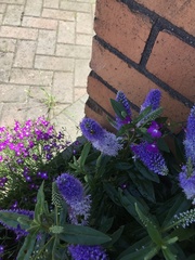 Veronica × andersonii