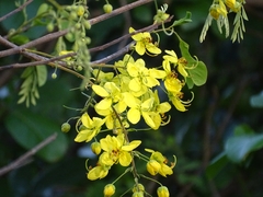Cassia sieberiana