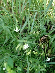 Silene procumbens