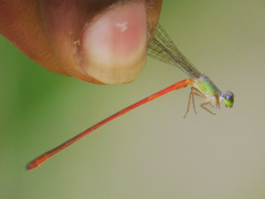 Ceriagrion corallinum