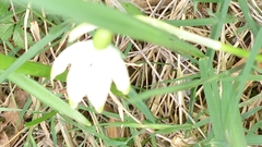 Leucojum