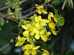 Cassia sieberiana