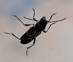 Xylotrechus