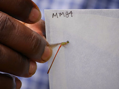 Ceriagrion corallinum