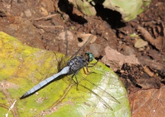 Orthetrum chrysostigma