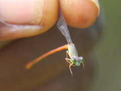 Ceriagrion corallinum