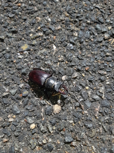 Lucanus cervus