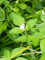 Cleome rutidosperma