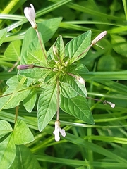 Cleome rutidosperma