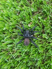 Amblyocarenum walckenaeri