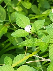 Cleome rutidosperma