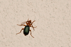 Brachinus crepitans