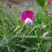 Crimson Pea - Photo no rights reserved, uploaded by byb
