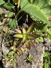 Orostachys maximowiczii