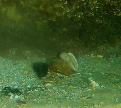 Amoria hunteri