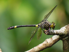 Diastatomma multilineatum