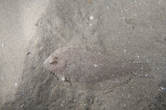 Arnoglossus laterna
