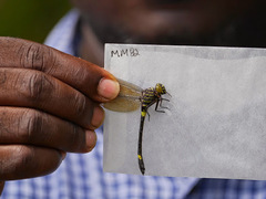 Diastatomma multilineatum