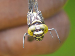 Diastatomma multilineatum