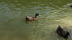 Anas platyrhynchos domesticus