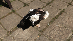 Cairina moschata domestica