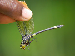 Diastatomma multilineatum