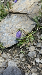 Campanula alpestris