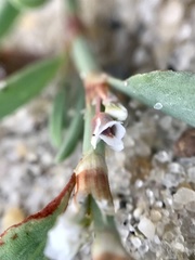 Polygonum glaucum