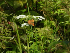 Argynnis paphia