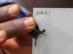 Rhyothemis splendens