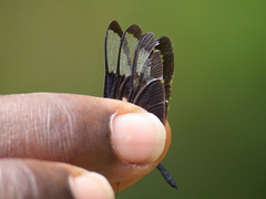 Rhyothemis splendens